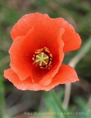 Papaver dubium L., 1753