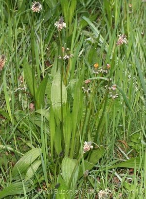 Plantago lanceolata L.
