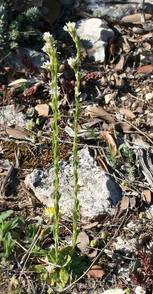 Arabis hirsuta (L.) Scop.