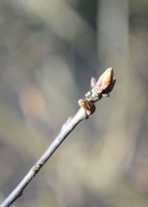 Quercus robur L.