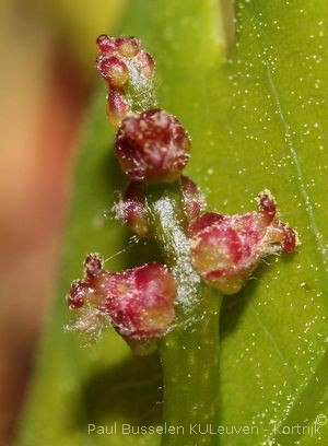 Quercus robur L.