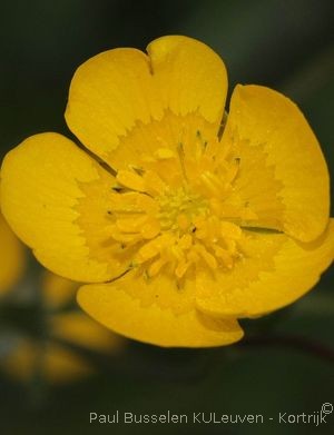 Ranunculus acris L. subsp. acris