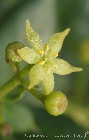 Rubia peregrina L. subsp. peregrina