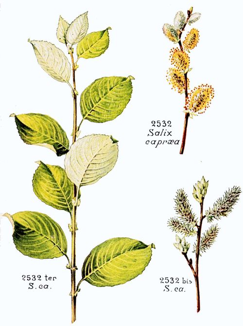 Salix caprea L.