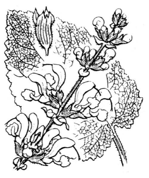 Salvia pratensis L.