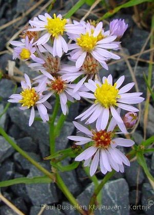 Tripolium pannonicum (Jacq.) Dobrocz.