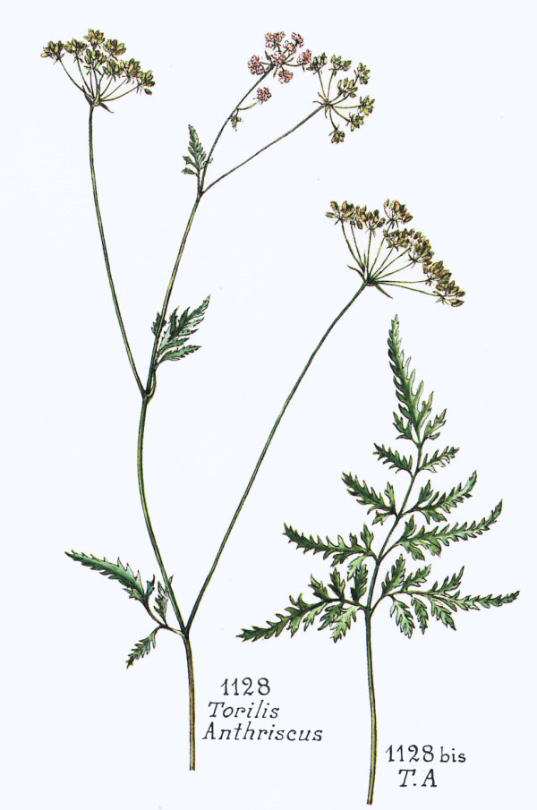 Torilis japonica (Houtt.) DC.
