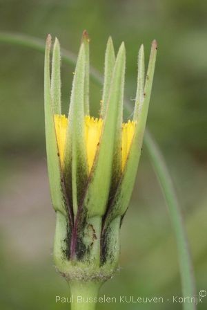 Tragopogon pratensis L.