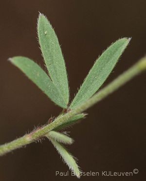 Trifolium arvense L. var. arvense