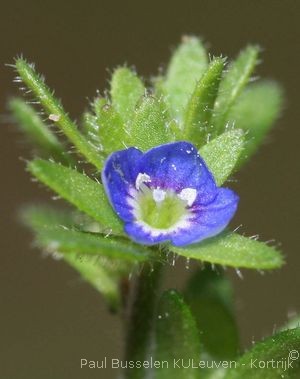 Veronica arvensis L.
