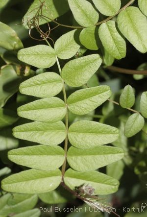 Vicia sepium L.
