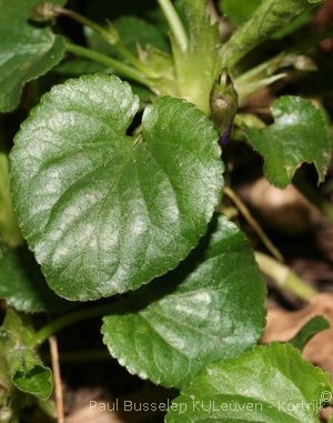 Viola odorata L.