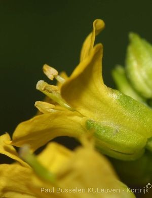 Barbarea vulgaris R.Br.
