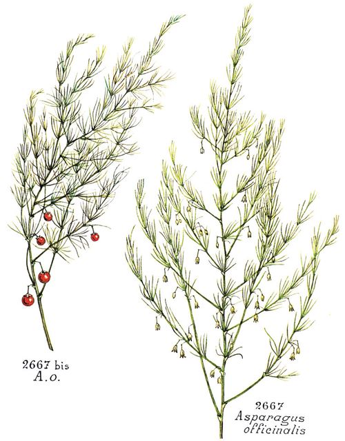 Asparagus officinalis L.