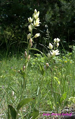 Cephalanthera damasonium (Mill.) Druce