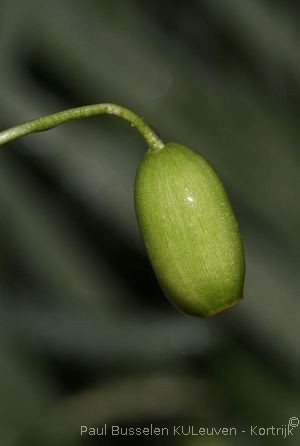 Galanthus nivalis L.