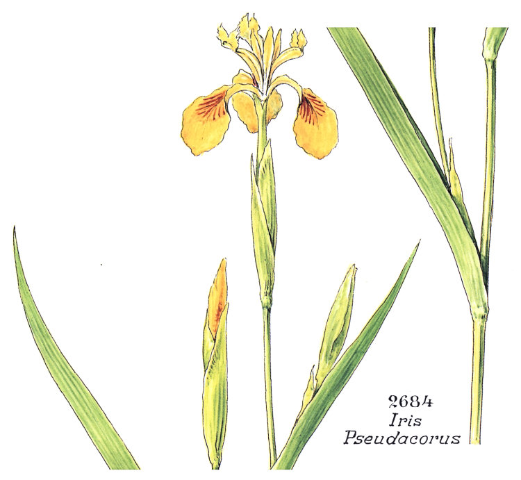 Iris pseudacorus L.
