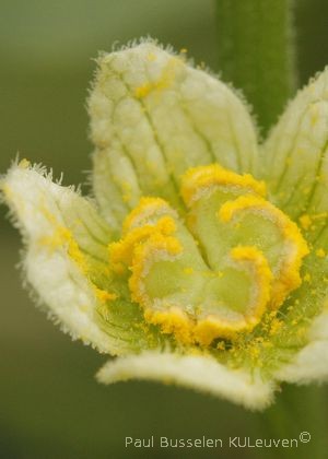 Bryonia dioica Jacq.