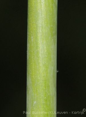 Loncomelos pyrenaicus (L.) Hrouda