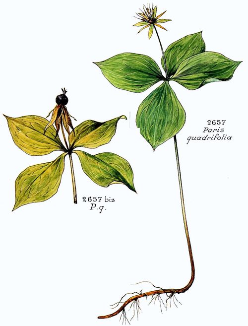 Paris quadrifolia L.