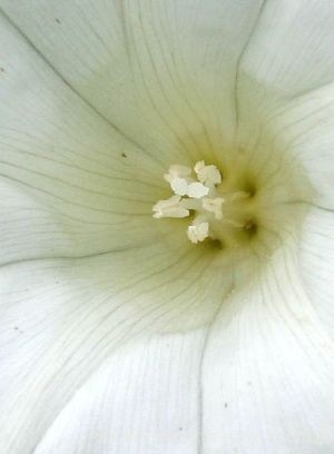 Convolvulus sepium L.