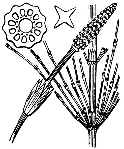 Equisetum arvense L.
