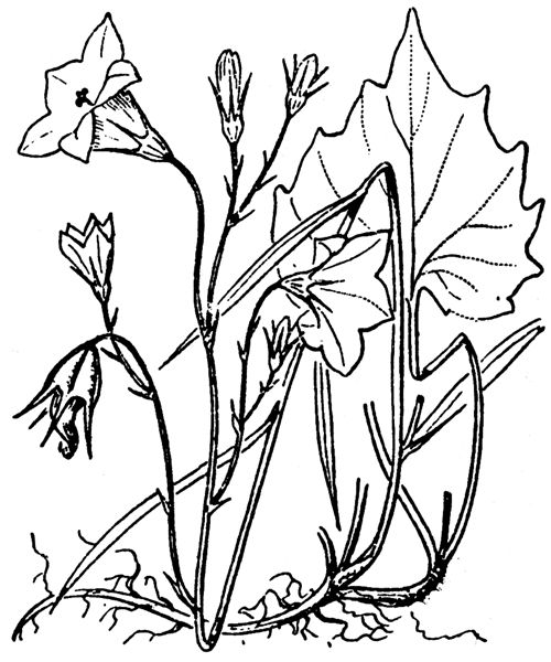 Campanula rotundifolia L.