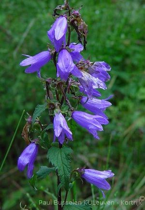 Campanula trachelium L.