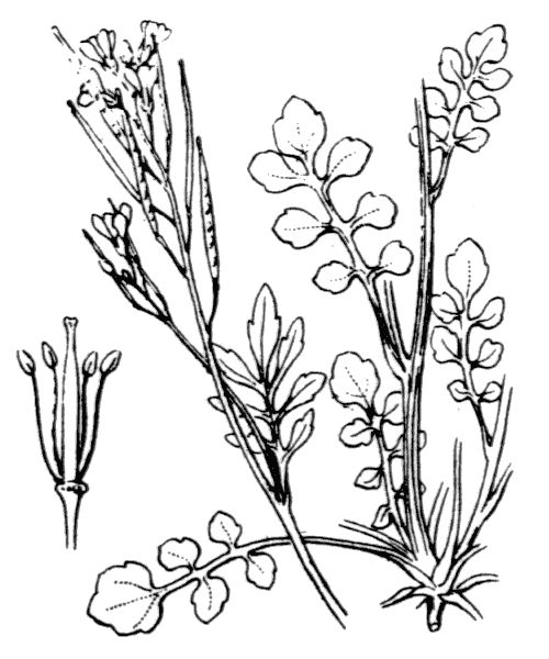 Cardamine hirsuta L.