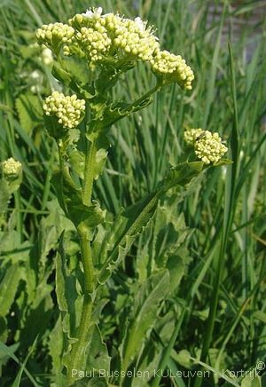 Lepidium draba (L.)