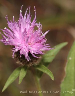Centaurea nigra L.