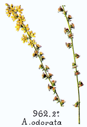 Agrimonia procera Wallr.
