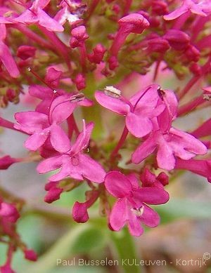 Centranthus ruber subsp. ruber (L.) DC., 1805