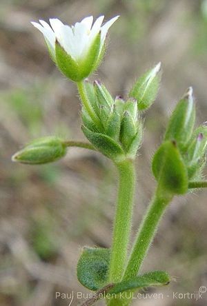 Cerastium fontanum subsp. vulgare (Hartm.) Greuter & Burdet